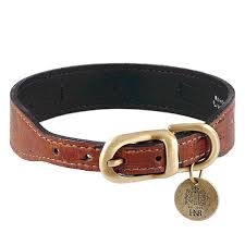 dog collar